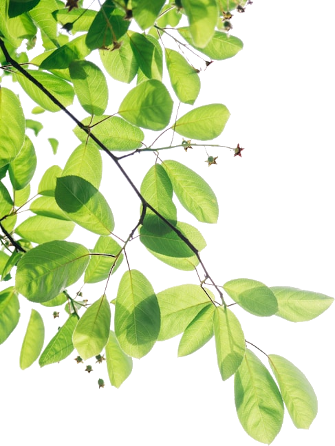 Leaf Bottom Left